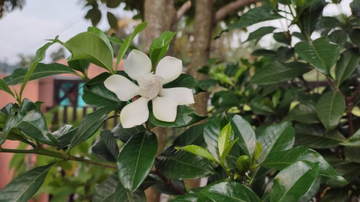 Gardenia plant not flowering