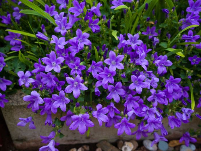 Plant with purple bell flowers