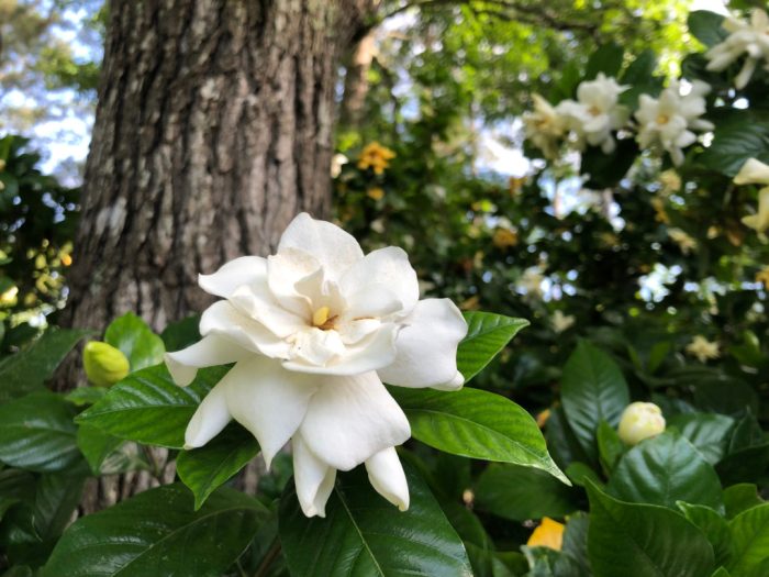 Gardenia plant not flowering