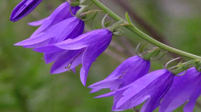 Plant with purple bell flowers